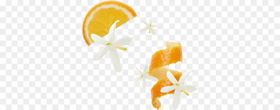 Orange Blossom Orange Blossom Flower, Citrus Fruit, Food, Fruit, Plant Png