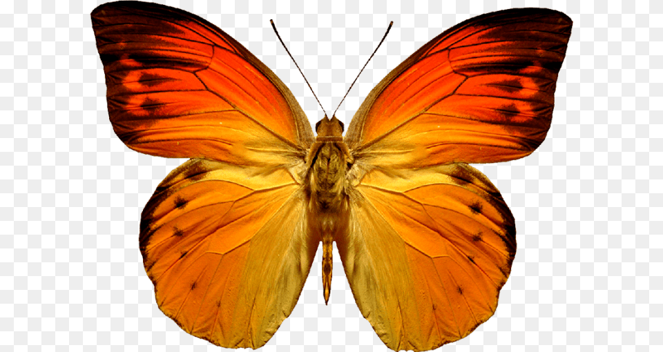 Orange Butterfly, Animal, Insect, Invertebrate, Moth Free Png Download