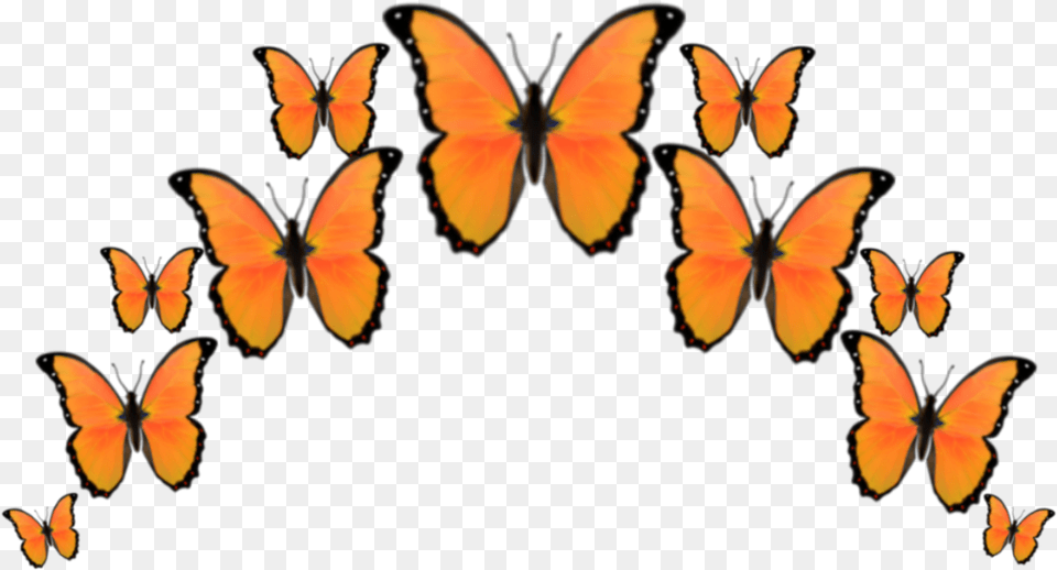 Orange Butterfly Butterflys Crown Emoji Emojis Brush Footed Butterfly, Animal, Insect, Invertebrate, Flower Png Image