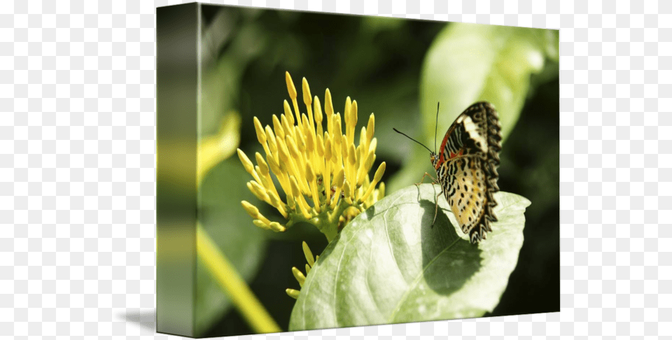 Orange Butterfly Looking Milkweed Butterflies, Plant, Pollen, Animal, Insect Free Png