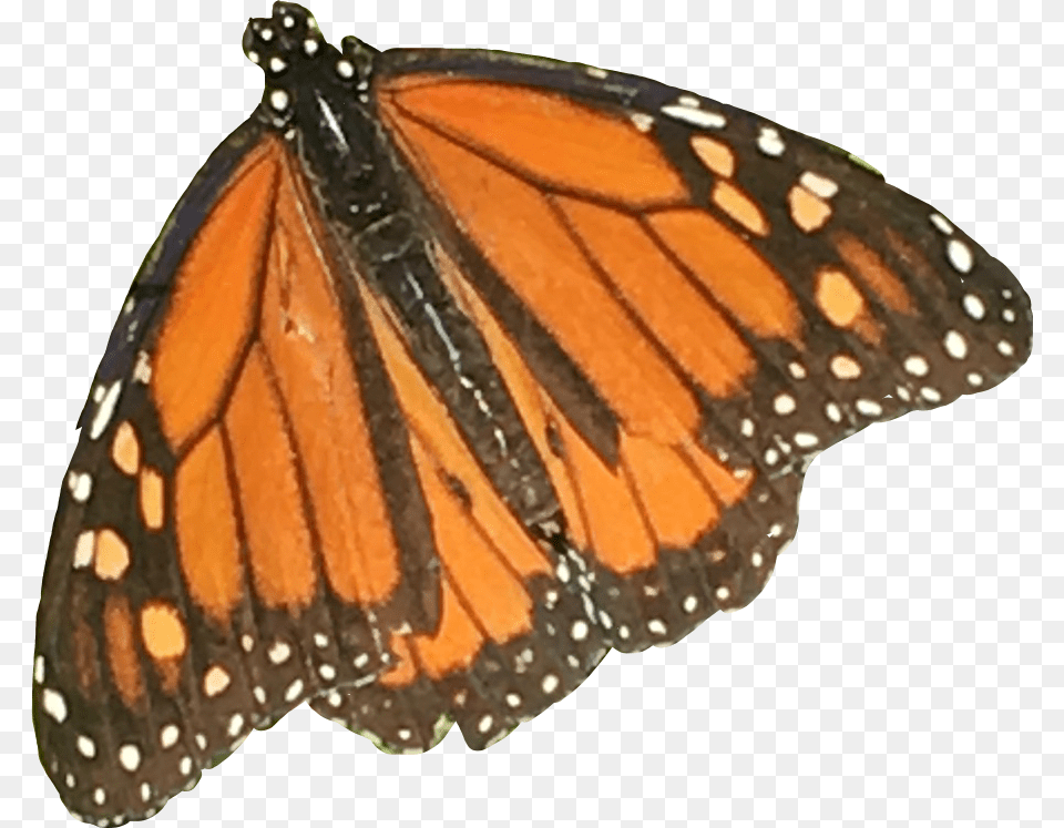 Orange Butterfly Monarch Nature Aesthetic Moodboard Monarch Butterfly, Animal, Insect, Invertebrate Free Png