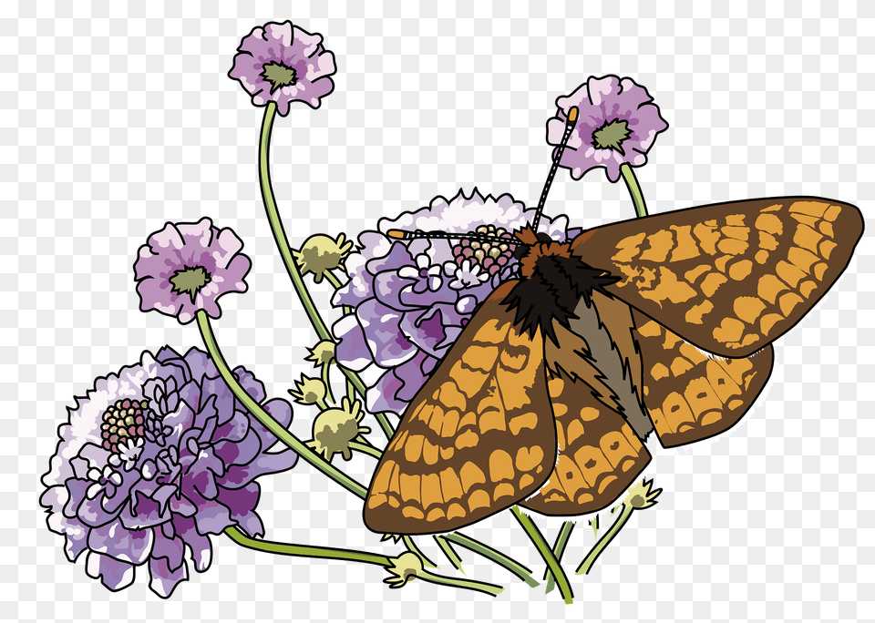 Orange Butterfly On Purple Flowers Clipart, Flower, Petal, Plant, Animal Png Image