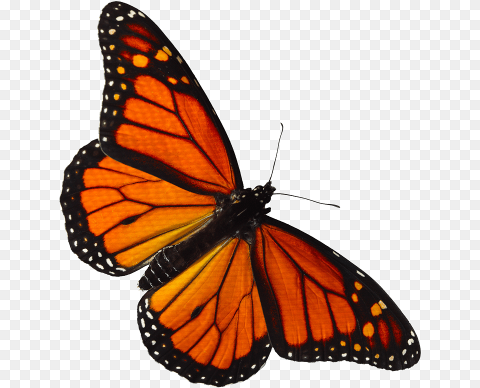 Orange Butterfly Shower Curtain, Animal, Insect, Invertebrate, Monarch Png