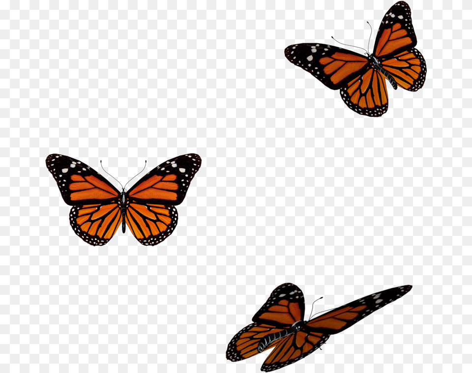Orange Butterfly Gif, Animal, Insect, Invertebrate, Monarch Free Transparent Png