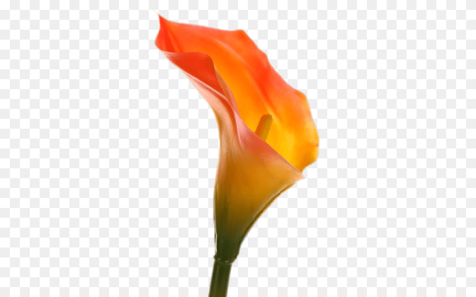 Orange Calla Lily, Flower, Petal, Plant, Rose Png