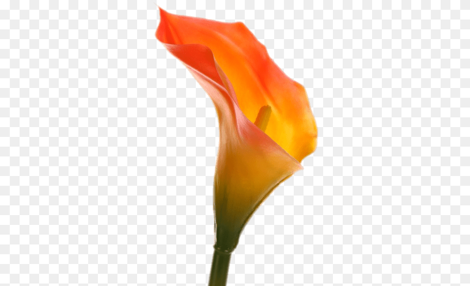 Orange Calla Lily, Flower, Petal, Plant, Animal Free Transparent Png