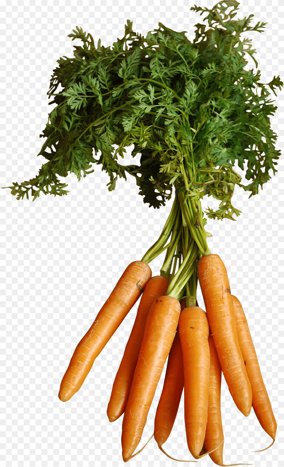 Orange Carrots With Stem Carrot Png