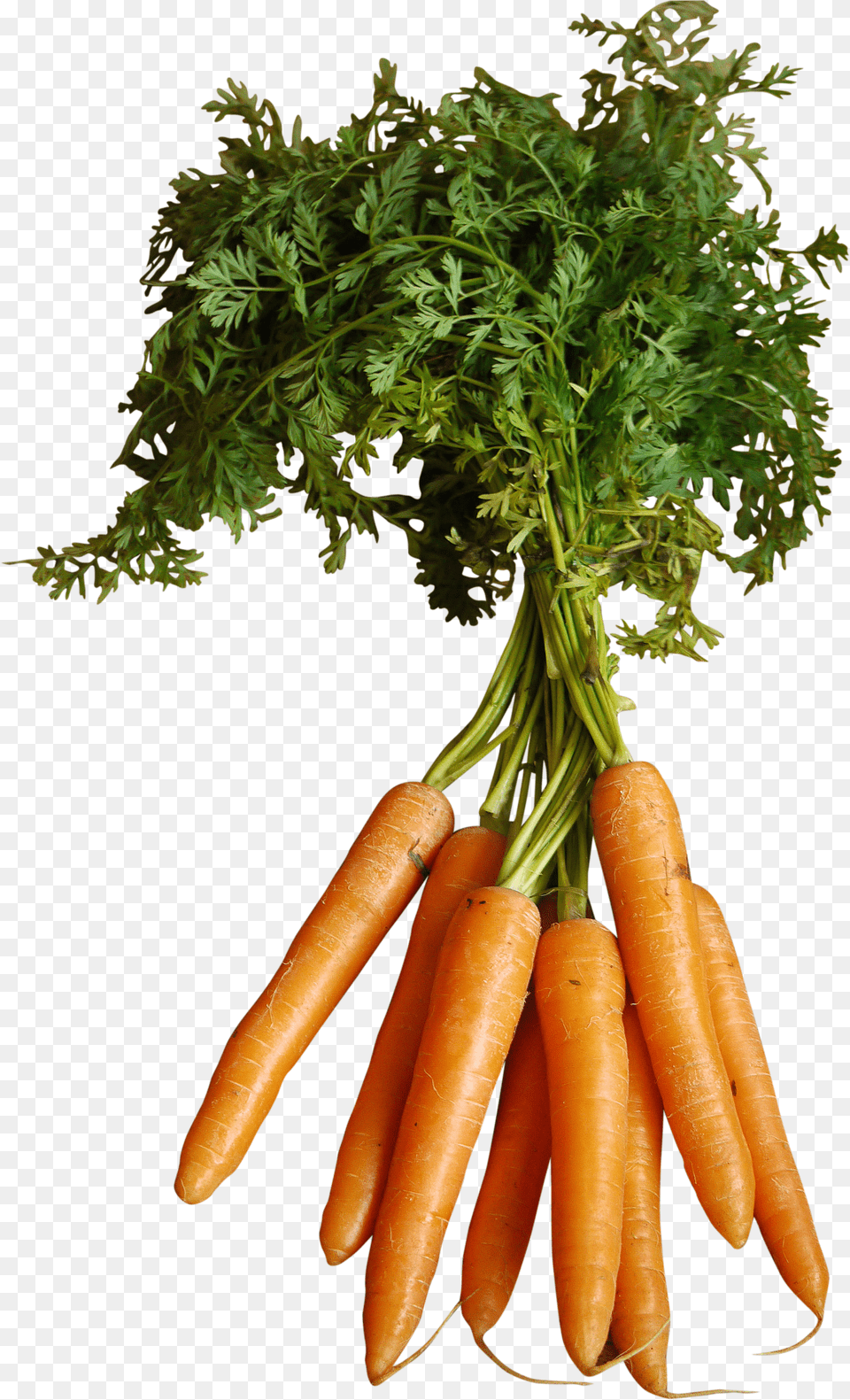 Orange Carrots With Stem Carrot, Hand, T-shirt, Body Part, Clothing Free Png
