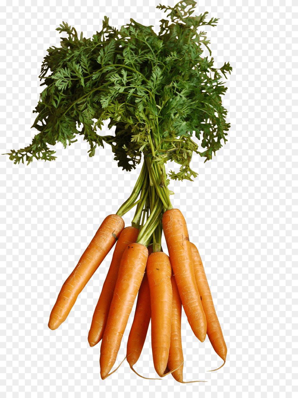 Orange Carrots With Stem Image Purepng Free Png Download