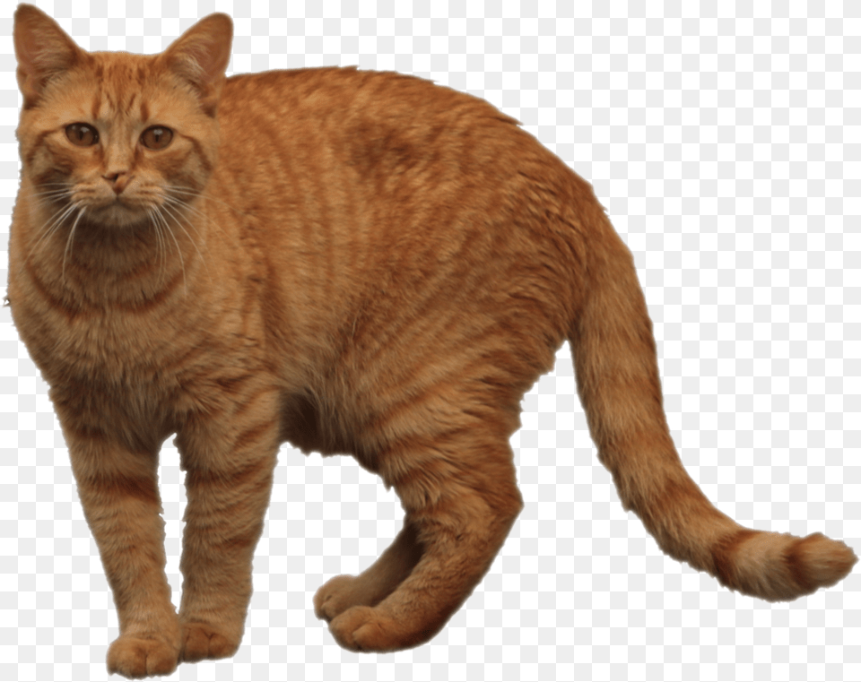 Orange Cat 1 Image Tabby Cat Transparent Background, Animal, Mammal, Manx, Pet Free Png Download