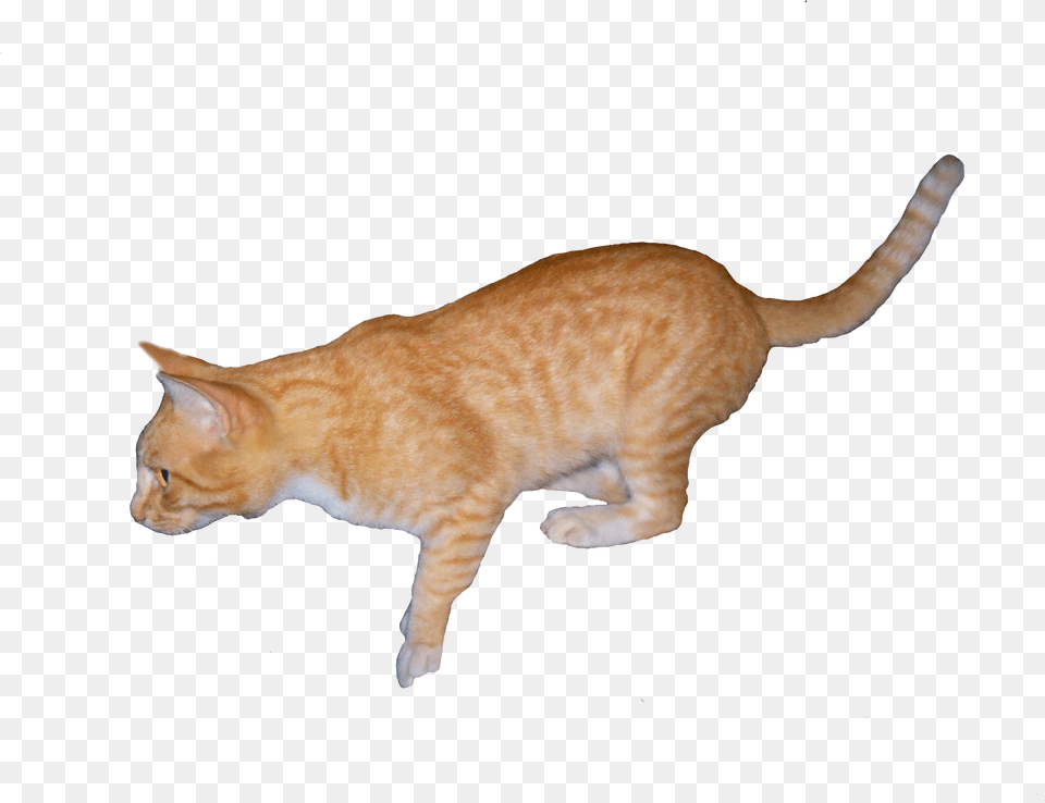 Orange Cat Arabian Mau, Animal, Mammal, Pet, Manx Free Png Download