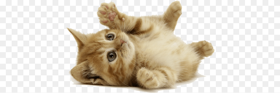 Orange Cat Lay Down Cat Background Full Size Cute Pets, Animal, Kitten, Mammal, Pet Png Image