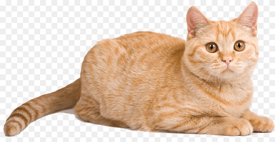 Orange Cat Laying Down, Animal, Mammal, Manx, Pet Free Png