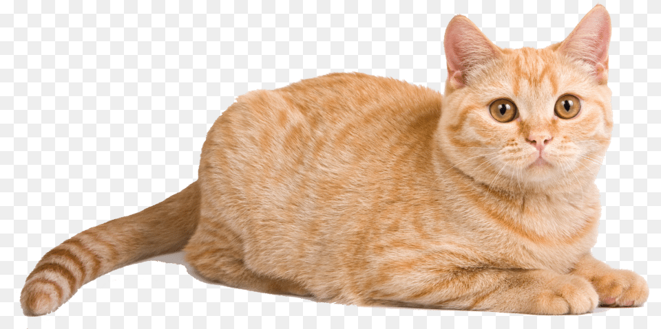 Orange Cat Lying Down, Animal, Mammal, Manx, Pet Png