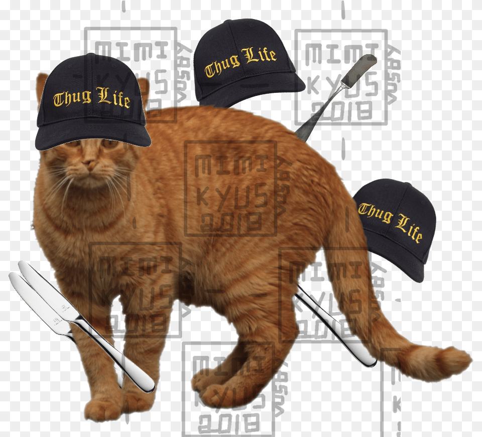 Orange Cat Short Hair, Baseball Cap, Cap, Clothing, Hat Free Png Download