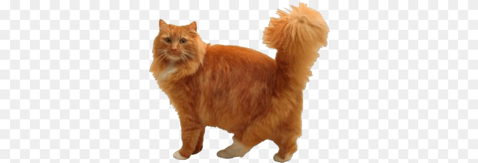 Orange Cat Transparent Background, Animal, Mammal, Manx, Pet Png