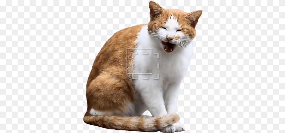 Orange Cat Yawning Cat Entourage, Animal, Mammal, Pet, Manx Free Png