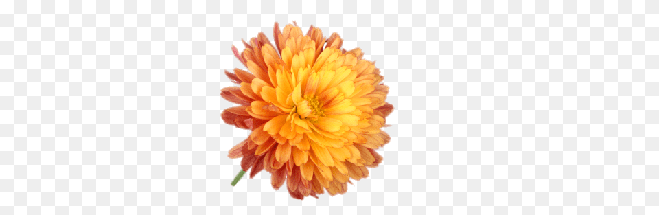 Orange Chrysanthemum, Dahlia, Flower, Plant, Daisy Free Transparent Png
