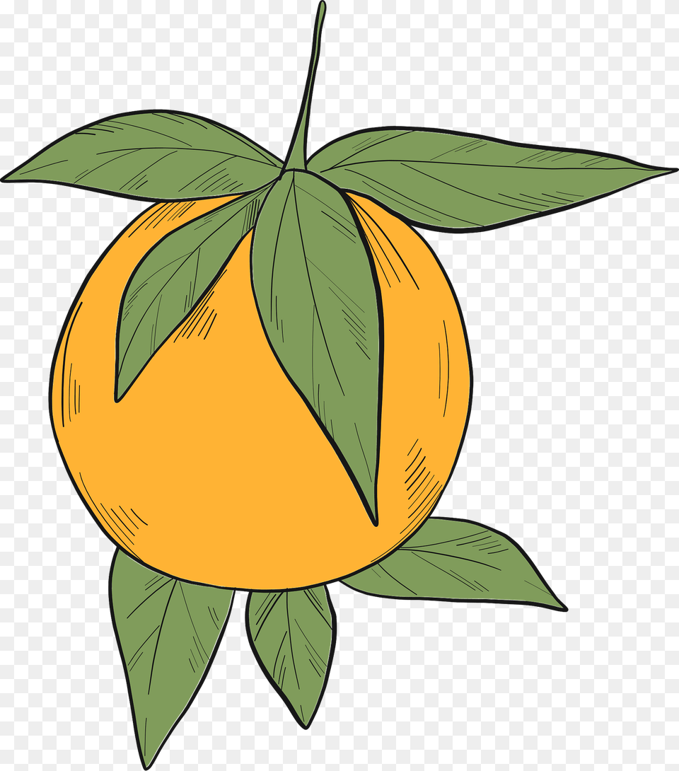 Orange Clipart, Citrus Fruit, Food, Fruit, Produce Png Image