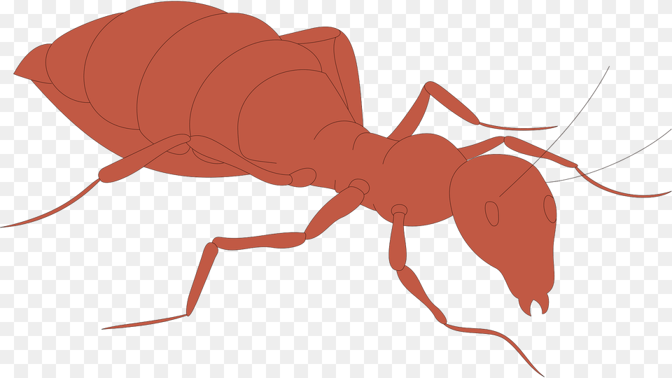 Orange Clipart, Animal, Ant, Insect, Invertebrate Png