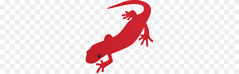 Orange Clipart Salamander, Amphibian, Animal, Wildlife Png Image