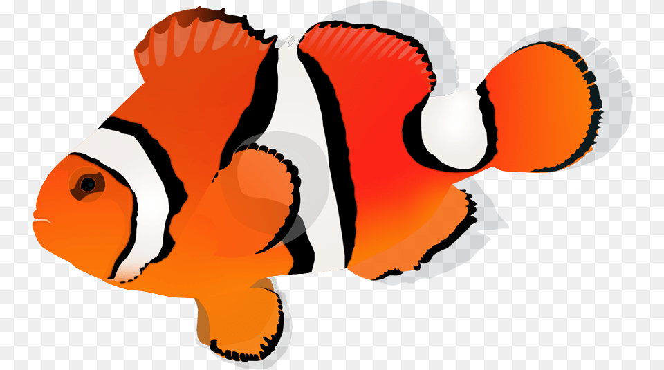 Orange Clownfish Clownfish, Amphiprion, Animal, Fish, Sea Life Free Png Download