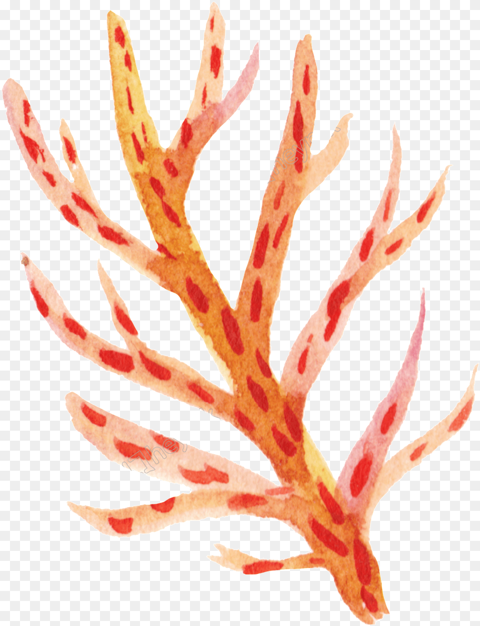 Orange Coral Cartoon Transparent Transparent Background Clipart Coral Transparent Background, Plant, Leaf Free Png Download