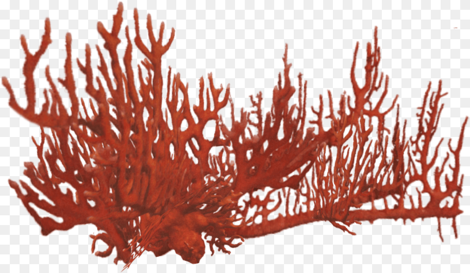 Orange Coral Coral Reef Red, Animal, Sea Life, Sea, Outdoors Free Png