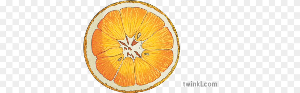 Orange Cross Section Segment Sac Juice Fruit Citric Citrus Orange Fruit Cross Section, Citrus Fruit, Food, Grapefruit, Plant Free Png