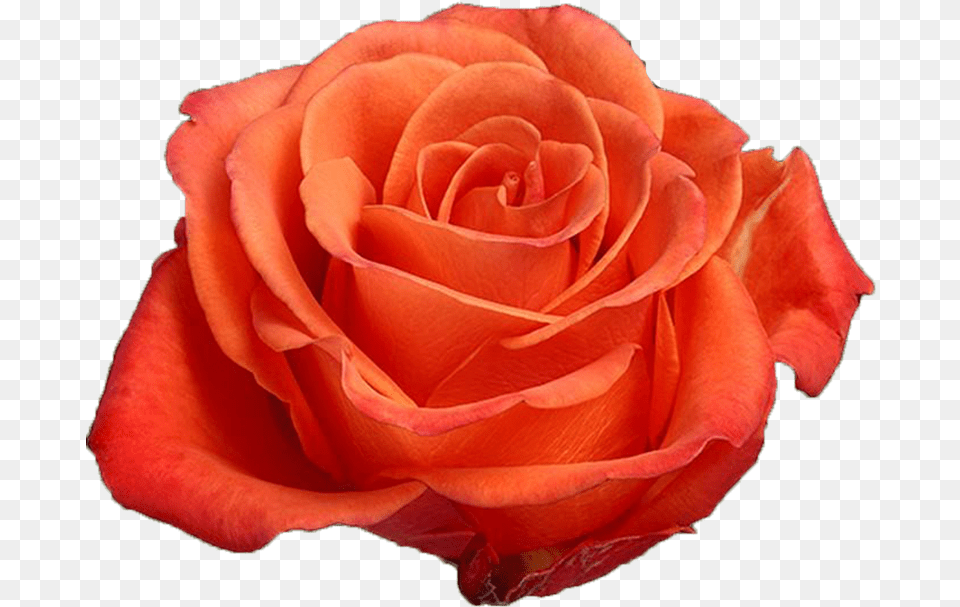 Orange Crush Orange Rose Orange Roses, Flower, Plant, Petal Png
