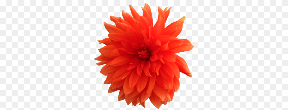 Orange Dahlia Flower Realistic Flower Clip Art, Plant Free Png