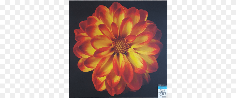 Orange Dahlia Orange Dahlia Gallery Wrap, Flower, Petal, Plant, Daisy Png Image