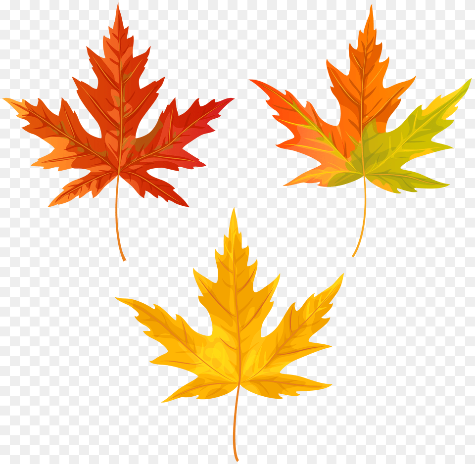 Orange Fall Leaves Clip Art, Leaf, Plant, Tree, Maple Leaf Free Transparent Png
