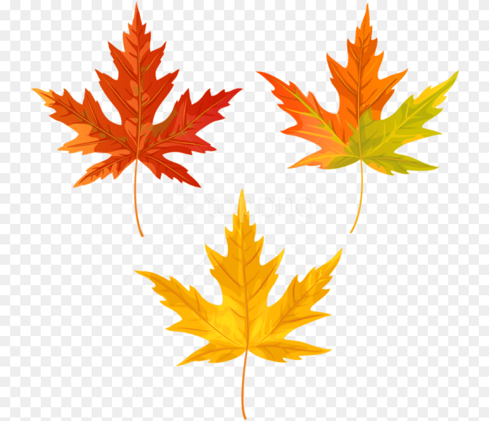 Orange Fall Leaves Clipart Clip Art Fall Leaves, Leaf, Plant, Tree, Maple Leaf Free Png Download
