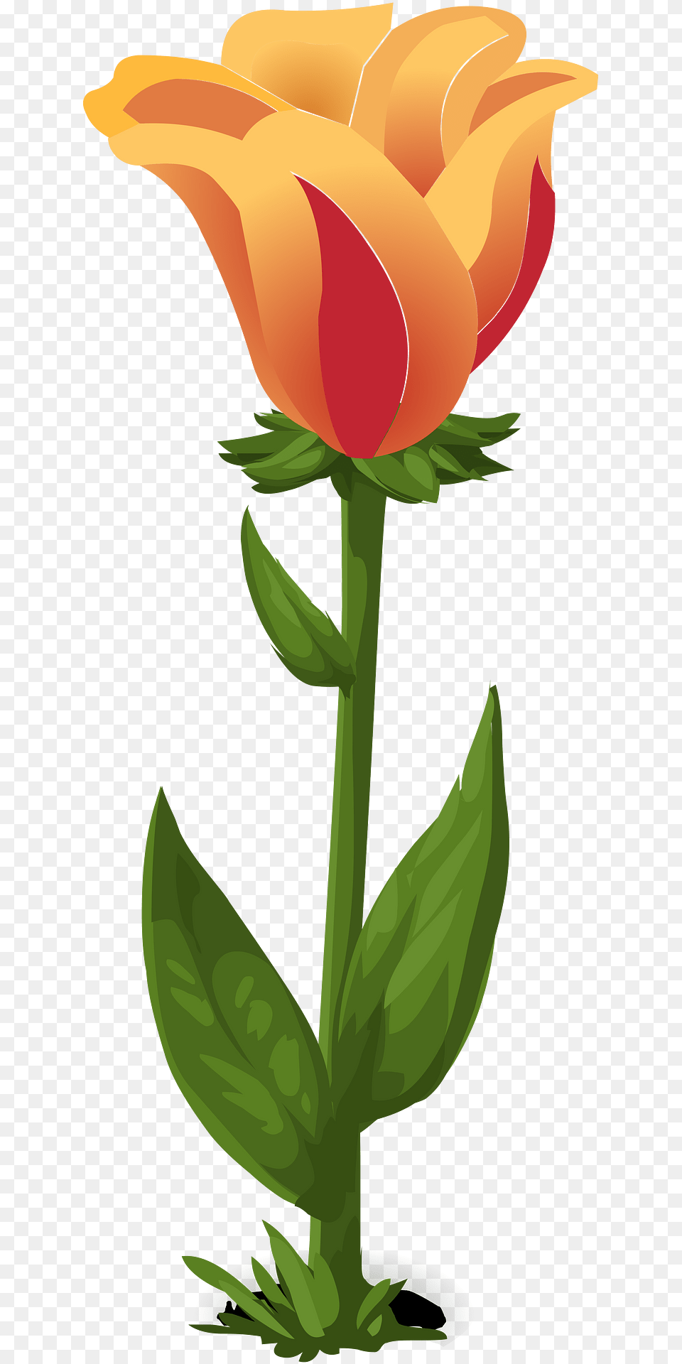 Orange Fantasy Flower Clipart, Plant, Rose, Petal, Tulip Png