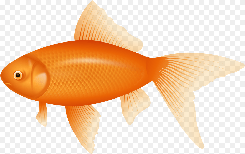 Orange Fish Clipart Transparent Background Fish Clipart, Animal, Sea Life, Goldfish Png