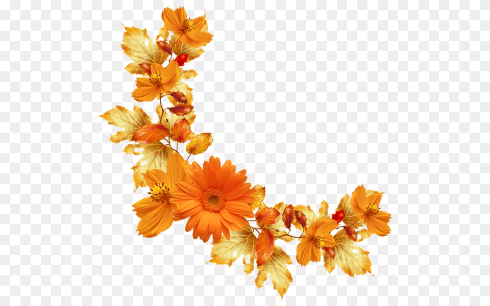 Orange Floral Border Image Transparent Background Orange Flower, Leaf, Petal, Plant, Daisy Free Png Download