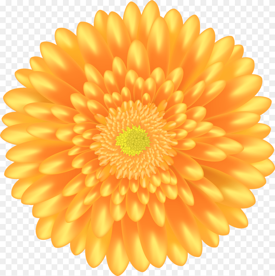 Orange Flower Free Png