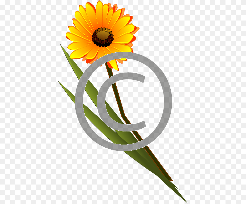 Orange Flower, Daisy, Plant, Petal, Sunflower Png
