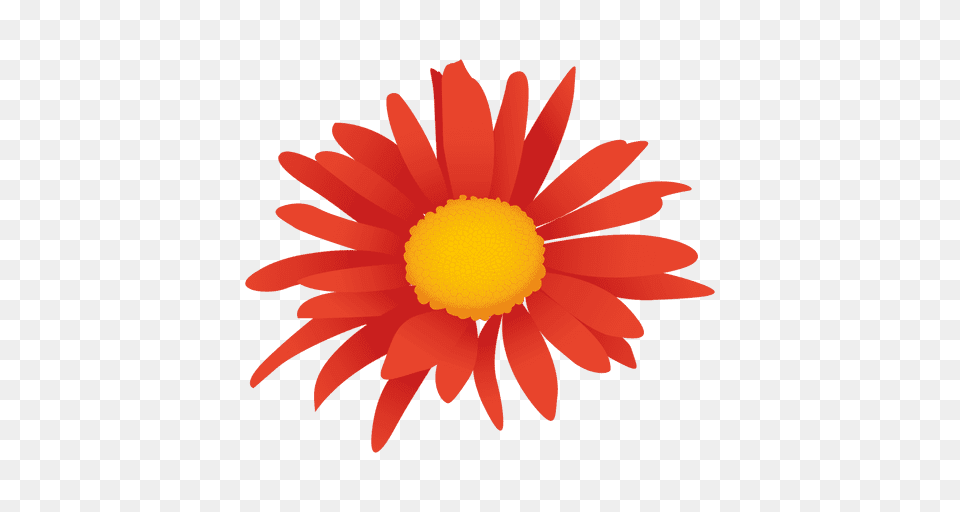 Orange Flower Cartoon, Daisy, Petal, Plant, Anemone Png Image