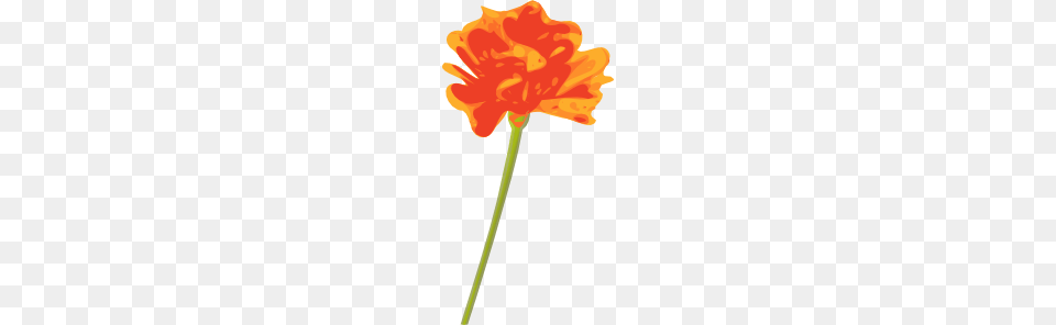 Orange Flower Clip Art, Carnation, Plant, Petal, Anther Free Png