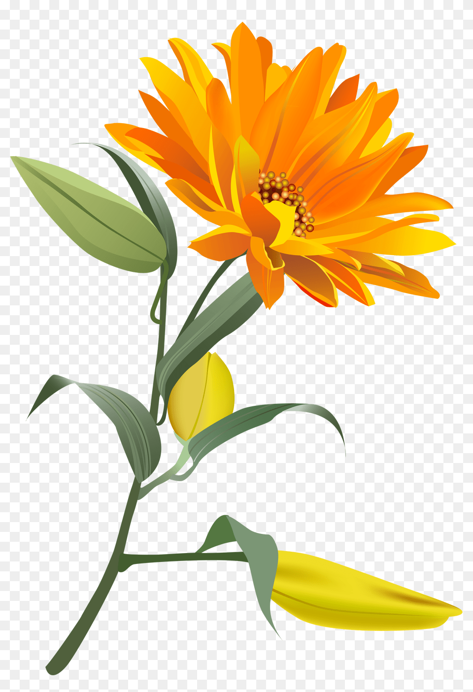 Orange Flower Clip Art, Anther, Plant, Graphics, Daffodil Png Image