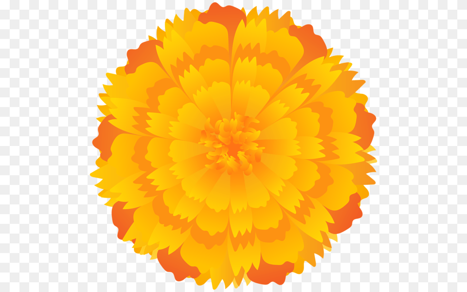Orange Flower Clip Art, Dahlia, Petal, Plant, Daisy Free Png