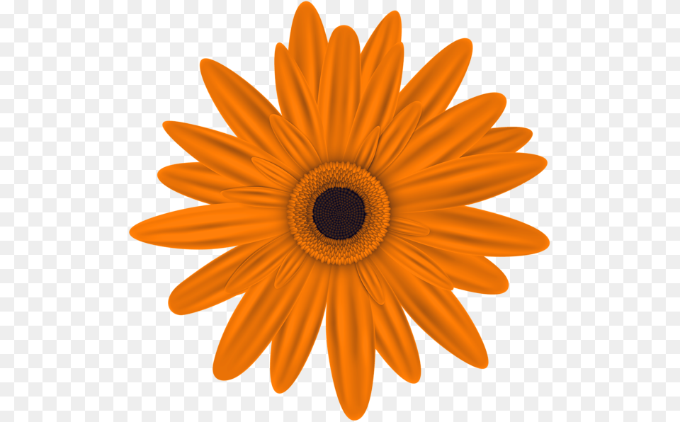 Orange Flower Clip Art Image Aa Flores Orange, Daisy, Plant, Petal, Sunflower Free Png Download