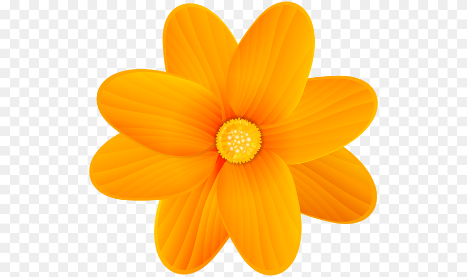 Orange Flower Clip Art Image Orange Flower, Anemone, Anther, Dahlia, Daisy Free Png