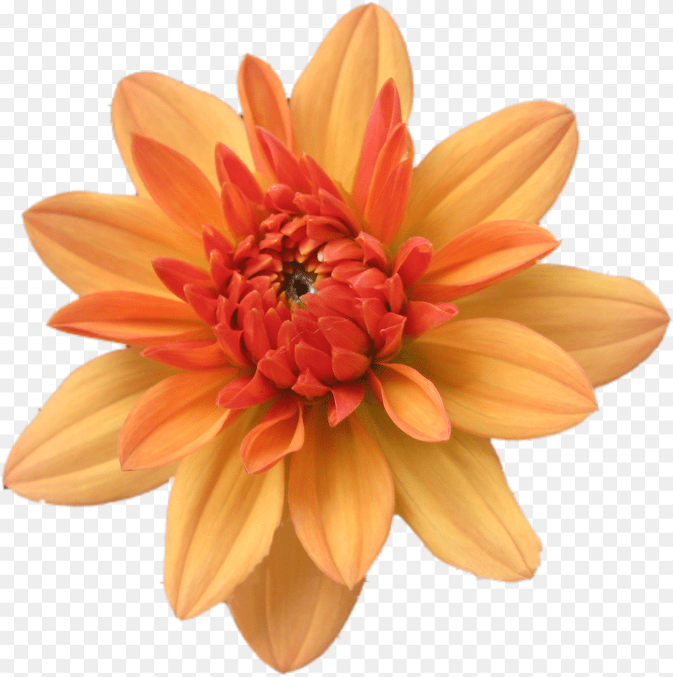 Orange Flower Clip Art Orange Flower Transparent, Dahlia, Plant, Daisy, Petal Png