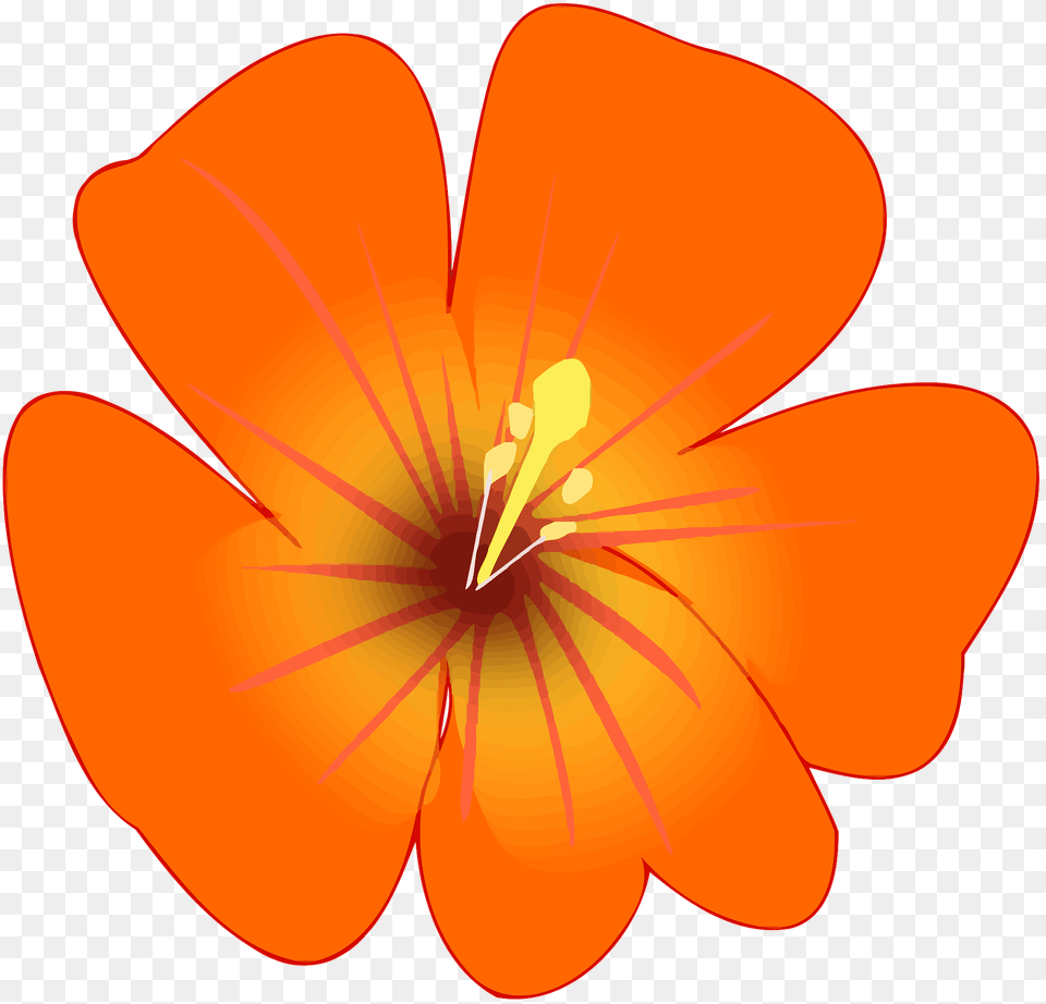 Orange Flower Clipart, Anther, Geranium, Petal, Plant Free Transparent Png