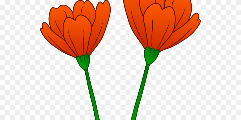 Orange Flower Clipart Clip Art, Daisy, Petal, Plant, Anther Free Png Download