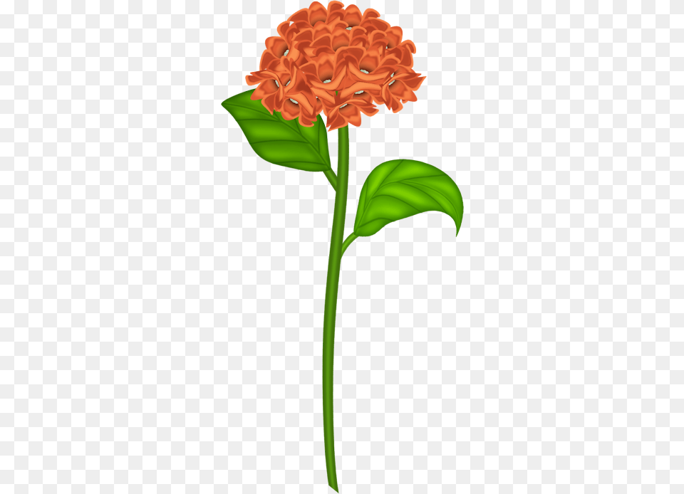 Orange Flower Clipart Day, Carnation, Dahlia, Plant, Cross Png