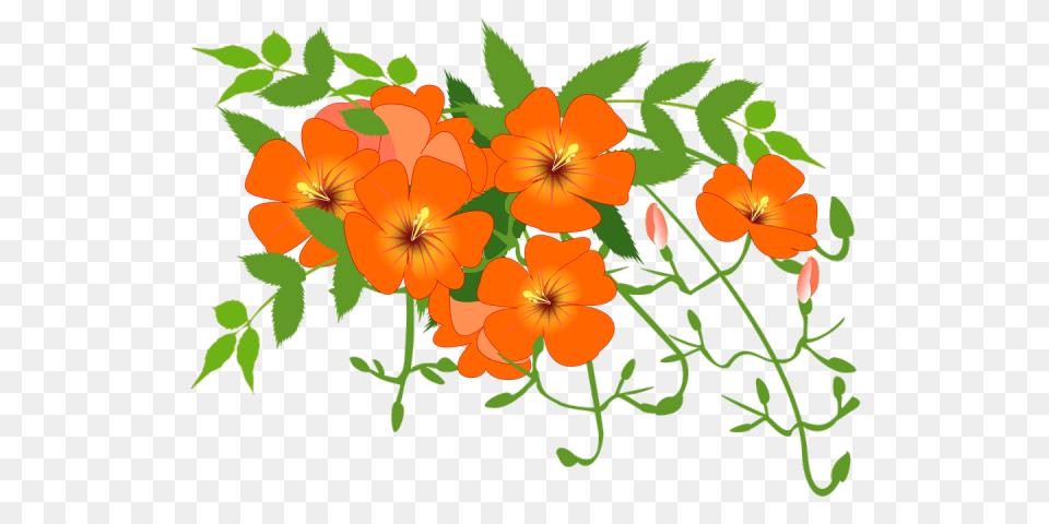 Orange Flower Clipart Five Flower, Art, Floral Design, Geranium, Graphics Png Image